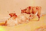 Cattle Resting (1 of 2)